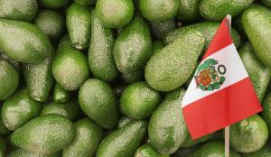 Exportaciones peruanas de palta fresca sumaron US$ 49.336.000 en el primer bimestre de 2025 mostrando una caída de -42.2%