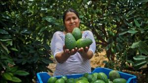 Exportaciones peruanas de palta Hass caerían en volumen menos de lo esperado en la campaña 2024