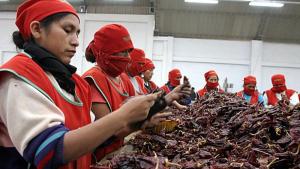 Exportaciones peruanas de paprika llegaron a 14 mercados en abril de este año, 4 más que en el mismo mes de 2024