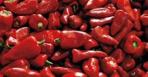 Exportaciones peruanas de pimiento piquillo sumaron US$ 33.7 millones entre enero y agosto del 2024