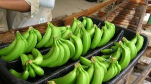 Exportaciones peruanas de plátanos crecieron en valor 14.1% durante enero-noviembre de 2018