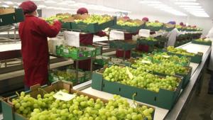 Exportaciones peruanas de uva de mesa caerían 5% en volumen por eventos climáticos