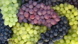 Exportaciones peruanas de uva de mesa sumaron US$ 694 millones en la primera mitad de 2025