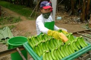 EXPORTADORES DE BANANO YA PUEDEN APROVECHAR REBAJAS ARANCELARIAS DE LA UE 