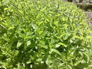 EXPORTARÁN MENTA A ALEMANIA