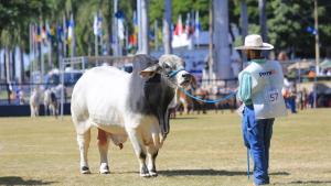 ExpoZebu: destacan a la raza Nelore por su gran capacidad de adaptación a los climas de América