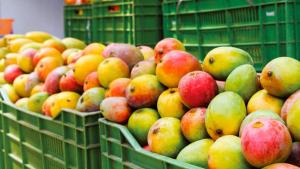 Falta una cultura de prevención de riesgos en el sector agrícola peruano