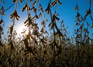 FAO LANZÓ METODOLOGÍA PARA EVALUAR CULTIVOS ENERGÉTICOS