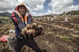 FAO: producción mundial de papa en 2022 caería un 6% tras el récord de 2021