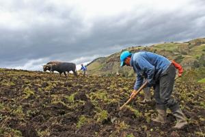 Fertilizantes servirán para buena parte de la campaña agrícola