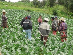 FINANCIARÁN NEGOCIOS DE PEQUEÑOS Y MEDIANOS PRODUCTORES EN LORETO