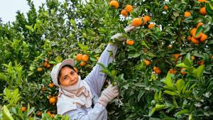 Fondo Agroperú otorgó S/ 991 millones para financiar 79.489 créditos a nivel nacional