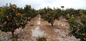 Fortalecer la Sanidad Agropecuaria: Una tarea impostergable