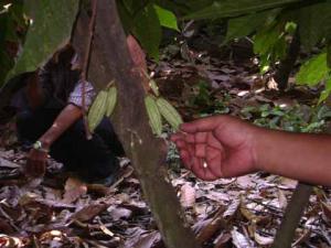 FRANCIA FASCINADO POR CACAO BLANCO PIURANO