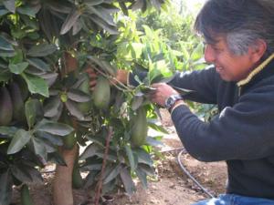 FRUTAS CHILENAS CASTIGADAS POR EL TERREMOTO