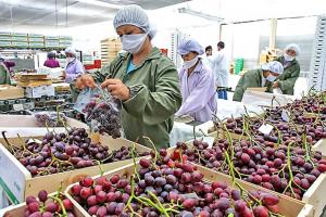 Frutas y hortalizas ganan más espacio en el mundo