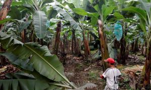 “Fusarium Raza 4 amenaza banano en América”