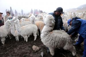 GANADEROS DEBEN ALMACENAR FORRAJE PARA EVITAR QUE HELADAS DAÑEN ANIMALES