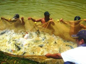 GESTIÓN EN ESTANQUES PISCÍCOLAS OCASIONARÍA SOBREPRODUCCIÓN DE PECES