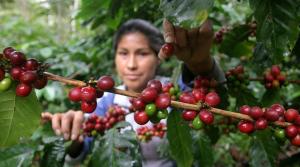 Gobierno crea el “Consejo Nacional Ejecutivo del Café”