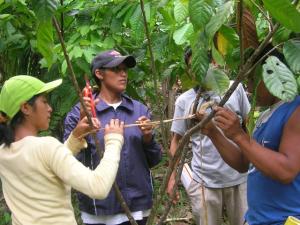 GOBIERNO DECLARA EL PRIMERO DE OCTUBRE “DÍA DEL CACAO Y CHOCOLATE” 