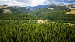 Gobierno impulsará inversión y sostenibilidad con dos millones de hectáreas de plantaciones forestales comerciales