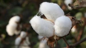 Gobierno, productores, sector privado y academia firmaron "Compromiso por el Algodón"