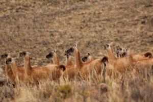 Gobierno Regional de Cajamarca inicia repoblamiento de vicuñas con 240 ejemplares