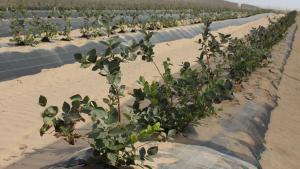 Gobierno Regional de Lambayeque asumirá ejecución del proyecto del Valle Viejo