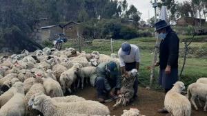 Gore Ayacucho ejecuta proyecto Ovinos