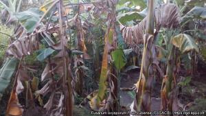 Gore Piura evalúa alternativas para el manejo del Fusarium R4T en Morropón