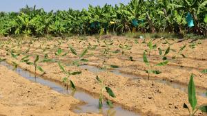 GORE Piura instala módulo demostrativo de banano resistente al Fusarium