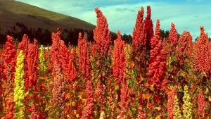 Granos andinos de alta calidad mejoran en un 80% capacidad de cosecha de hectáreas