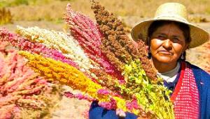 Granos andinos fortalecen seguridad alimentaria y resiliencia climática