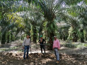 Grupo Palmas impulsa la primera red de palmicultores sostenibles del Perú