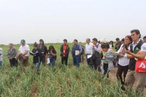 Guano de isla aumenta rendimiento y mejora calidad de productos agrícolas