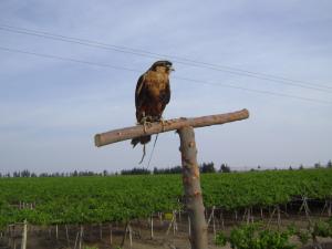 HALCONES, ALIADOS DE LA AGROEXPORTACIÓN