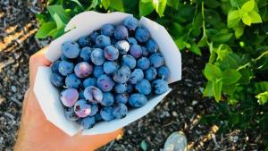 Hass Perú y Larama Berries incrementaron ligeramente sus despachos de arándanos en la actual campaña; el resto vio descensos