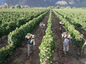 HASTA ABRIL HABRÁ BUENAS CONDICIONES CLIMÁTICAS PARA UVA, MANGO, PAPA Y MAÍZ