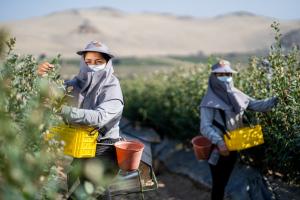 Hortifrut Perú es reconocida por promover la diversidad e inclusión laboral y el apoyo a la comunidad