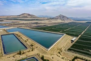 Hortifrut Perú obtiene certificación Sustainability Standard que valida buenas prácticas con el ambiente