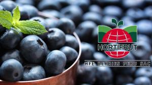 Hortifrut registró un EBITDA de US$ 205.05 millones, aumentando en 68.61%