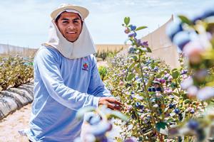 Hortifrut vende a socio estratégico un 75% de participación de campos en Olmos