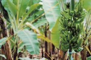 HOY REALIZAN CONFERENCIA ONLINE SOBRE INSECTOS PLAGAS EN BANANO