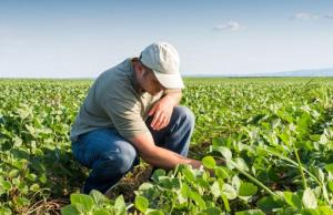 Hoy se conmemora el Día del Ingeniero Agrónomo en el Perú