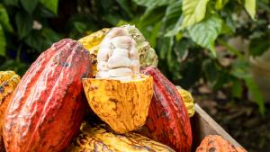Hoy se conmemora el Día Mundial del Cacao
