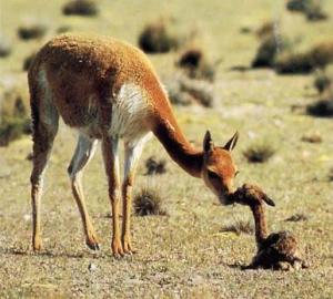 HOY SE INICIA CENSO NACIONAL DE VICUÑAS