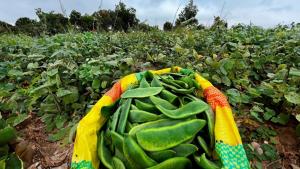 Hoy se inicia el XXXI Festival de la Menestra en Ocucaje en Ica