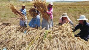 HUANCAVELICA: PRODUCTORES MEJORARON PRODUCCIÓN CON PROCOMPITE