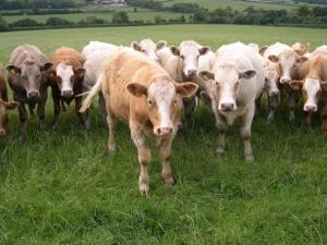 HUÁNUCO: INIA PRESENTA TECNOLOGÍAS PARA INCREMENTAR PRODUCCIÓN DE LECHE 